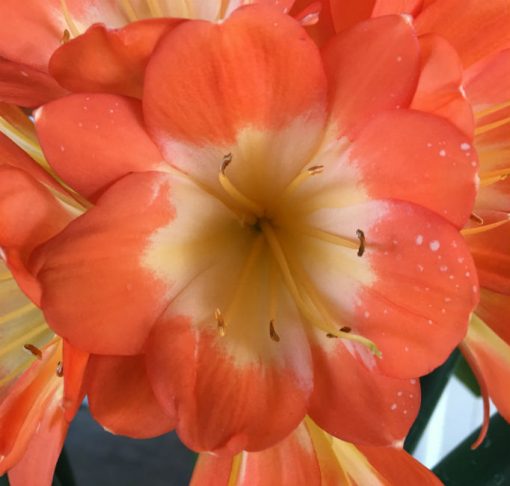 SH64 Orange Clivia miniata Belgium Hybrid true Multi Petal with 8 sepals - Image 2