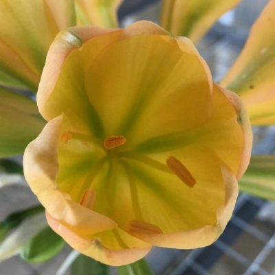 SH65 Mid to dark Peach Clivia miniata with green throat, pink blush and yellow tones