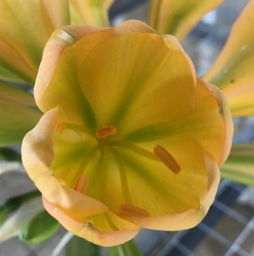 SH65 Mid to dark Peach Clivia miniata with green throat, pink blush and yellow tones