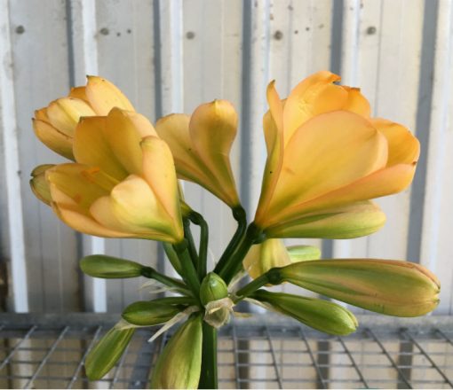 SH65 Mid to dark Peach Clivia miniata with green throat, pink blush and yellow tones - Image 2