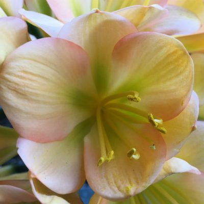 SH66 Cameron's Tipperary Peach with mid tones, green throat, strong pink edge blush and broad sepals