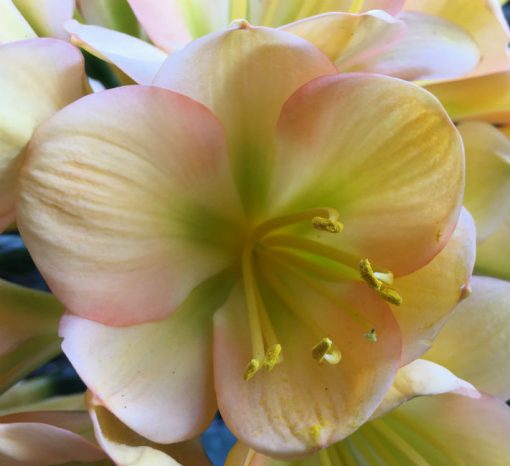 SH66 Cameron's Tipperary Peach with mid tones, green throat, strong pink edge blush and broad sepals
