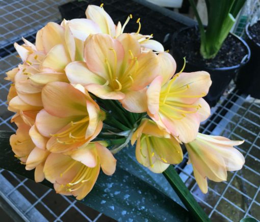 SH66 Cameron's Tipperary Peach with mid tones, green throat, strong pink edge blush and broad sepals - Image 2