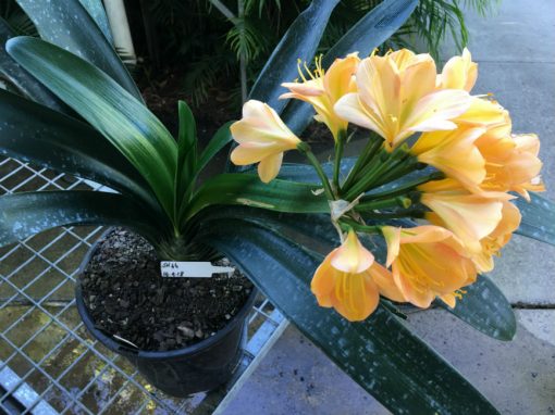 SH66 Cameron's Tipperary Peach with mid tones, green throat, strong pink edge blush and broad sepals - Image 3