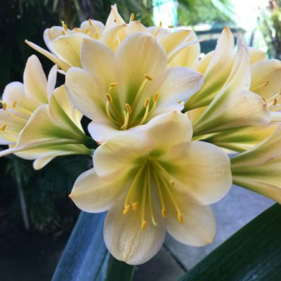 SH67 Light Peach Clivia miniata with darker green throat and symmetrical flower shape
