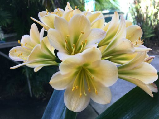 SH67 Light Peach Clivia miniata with darker green throat and symmetrical flower shape