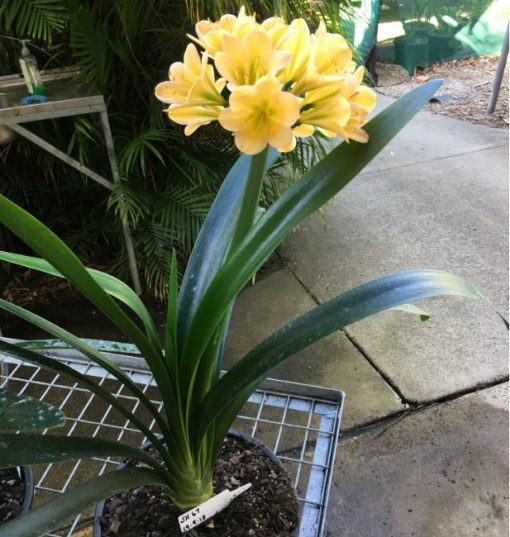 SH67 Light Peach Clivia miniata with darker green throat and symmetrical flower shape - Image 2