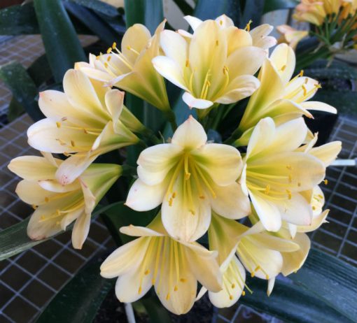 SH67 Light Peach Clivia miniata with darker green throat and symmetrical flower shape - Image 3