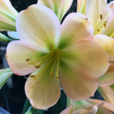 SH68 Mid Peach Clivia miniata with dark green throat and pink blush