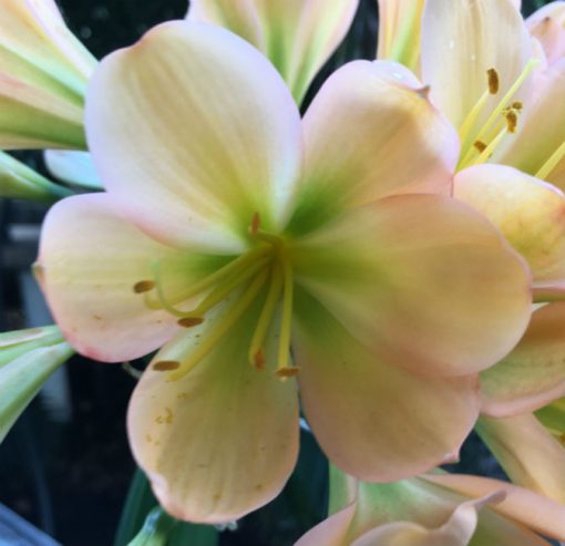 SH68 Mid Peach Clivia miniata with dark green throat and pink blush
