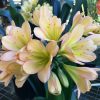 SH68 Mid Peach Clivia miniata with dark green throat and pink blush - Image 2
