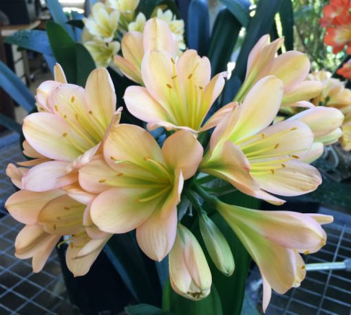 SH68 Mid Peach Clivia miniata with dark green throat and pink blush - Image 2