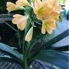 SH68 Mid Peach Clivia miniata with dark green throat and pink blush - Image 3