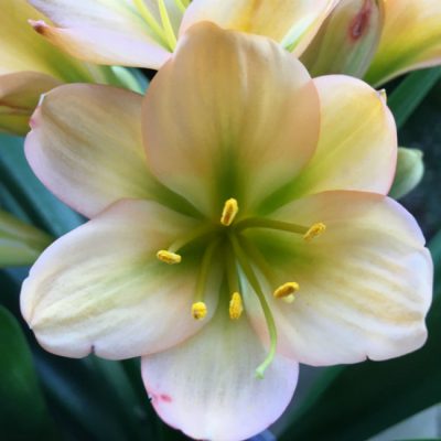SH69 Mid Peach Clivia miniata with very dark green throat and pink blush