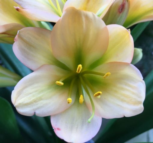 SH69 Mid Peach Clivia miniata with very dark green throat and pink blush