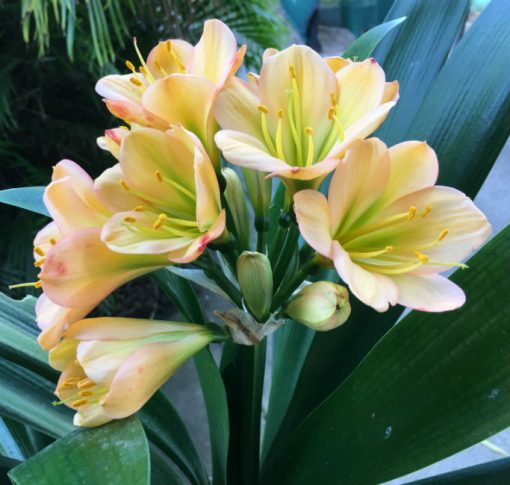 SH69 Mid Peach Clivia miniata with very dark green throat and pink blush - Image 2