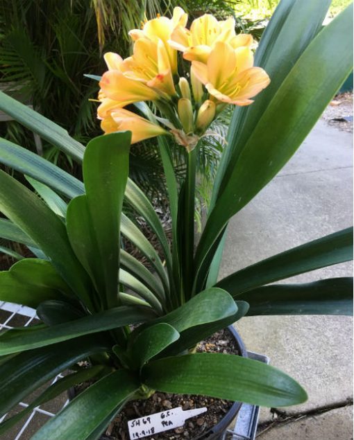 SH69 Mid Peach Clivia miniata with very dark green throat and pink blush - Image 3