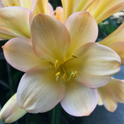 SH70 Cameron's Tipperary light Peach Clivia miniata with pink blush