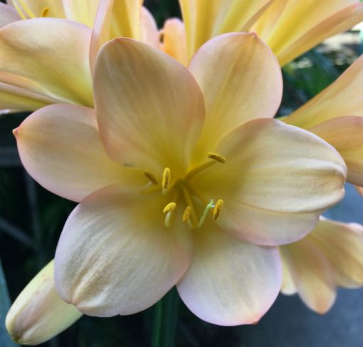 SH70 Cameron's Tipperary light Peach Clivia miniata with pink blush
