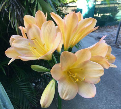 SH70 Cameron's Tipperary light Peach Clivia miniata with pink blush - Image 2