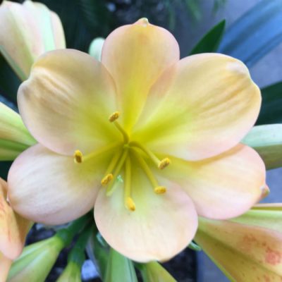 SH71 Cameron's Tipperary Light to mid toned Peach Clivia miniata with light green throat, pink blush and symmetrical flower shape