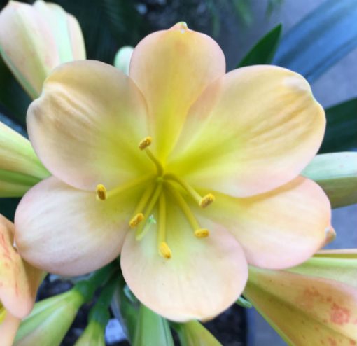 SH71 Cameron's Tipperary Light to mid toned Peach Clivia miniata with light green throat, pink blush and symmetrical flower shape