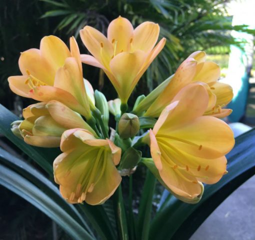 SH71 Cameron's Tipperary Light to mid toned Peach Clivia miniata with light green throat, pink blush and symmetrical flower shape - Image 2