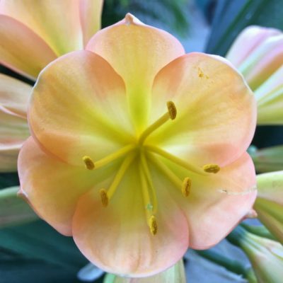 SH72 Mid Peach Clivia miniata with light green throat, pink blush and symmetrical flower shape