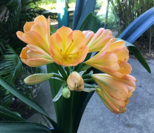 SH72 Mid Peach Clivia miniata with light green throat, pink blush and symmetrical flower shape - Image 2