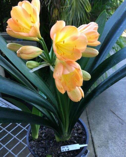 SH72 Mid Peach Clivia miniata with light green throat, pink blush and symmetrical flower shape - Image 3