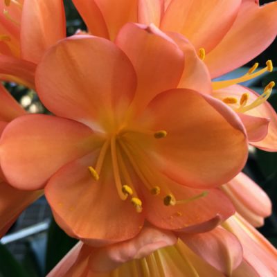 SH73 Very dark Peach Clivia miniata with pastel tones