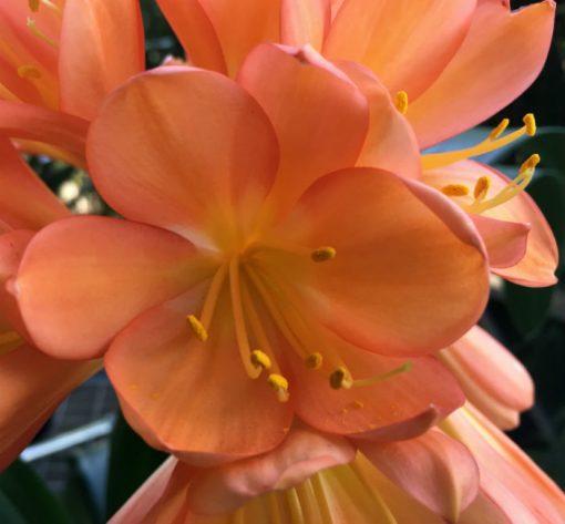 SH73 Very dark Peach Clivia miniata with pastel tones