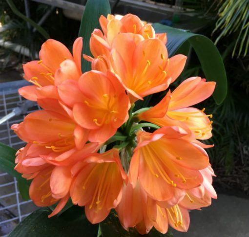 SH73 Very dark Peach Clivia miniata with pastel tones - Image 2