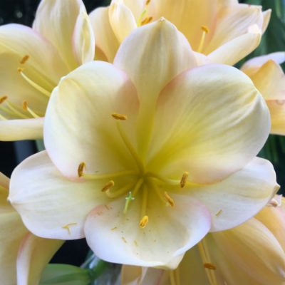 SH74 Very light toned Peach Clivia miniata with yellow/green throat and marked pink edge blush