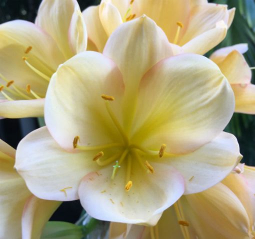 SH74 Very light toned Peach Clivia miniata with yellow/green throat and marked pink edge blush