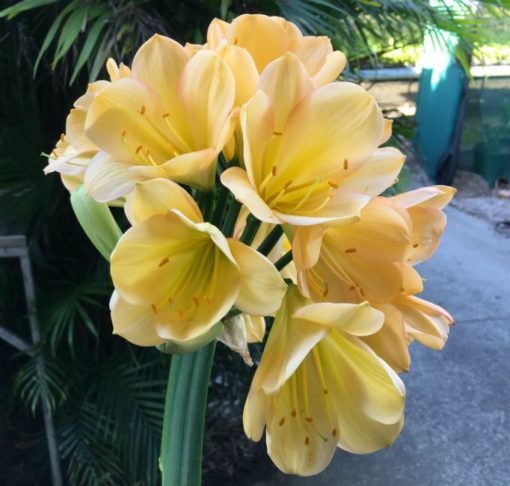 SH74 Very light toned Peach Clivia miniata with yellow/green throat and marked pink edge blush - Image 2