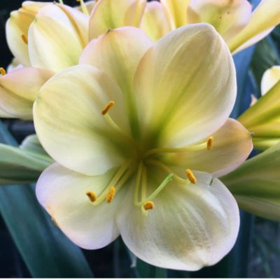 SH75 Light to mid toned Peach Clivia miniata with green throat and pink blush