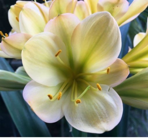 SH75 Light to mid toned Peach Clivia miniata with green throat and pink blush