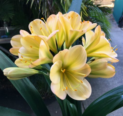 SH75 Light to mid toned Peach Clivia miniata with green throat and pink blush - Image 2