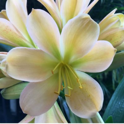 SH76 Light toned Peach Clivia miniata with light green throat and pink blush