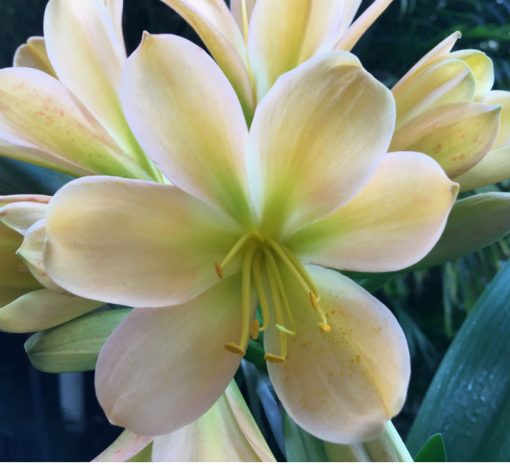 SH76 Light toned Peach Clivia miniata with light green throat and pink blush