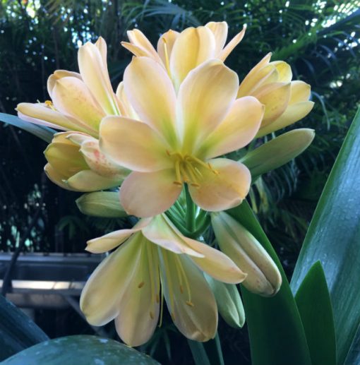 SH76 Light toned Peach Clivia miniata with light green throat and pink blush - Image 2