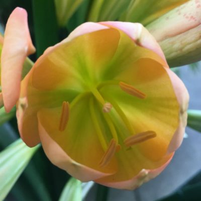 SH77 Mid toned Peach Clivia miniata with green throat, pink blush and tulip flower