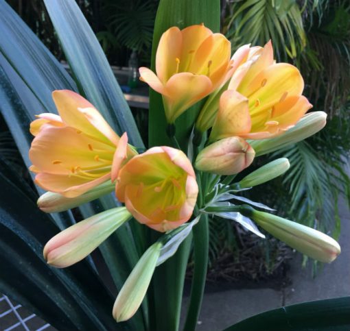 SH77 Mid toned Peach Clivia miniata with green throat, pink blush and tulip flower - Image 2