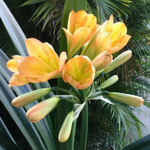 SH77 Mid toned Peach Clivia miniata with green throat, pink blush and tulip flower - Image 3