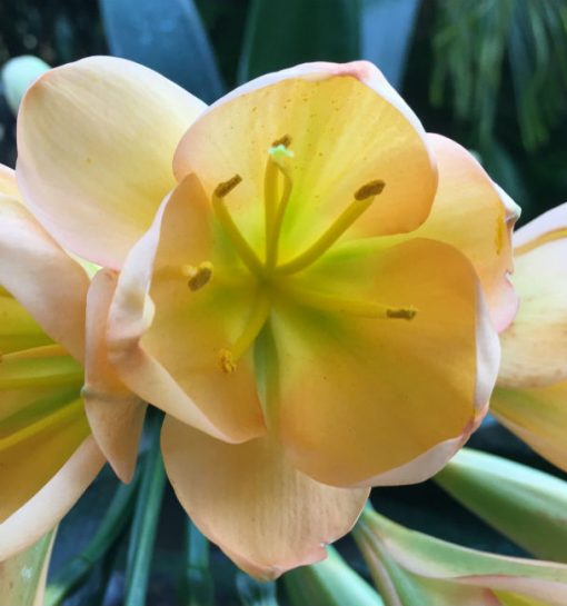 SH78 Mid toned Peach Clivia miniata with green throat - Image 2