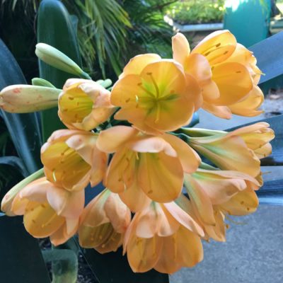 SH78 Mid toned Peach Clivia miniata with green throat