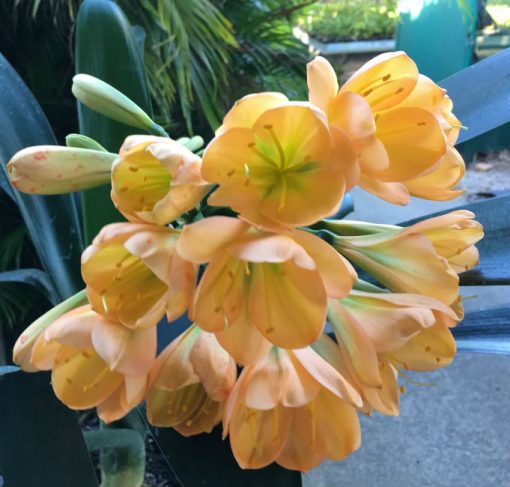 SH78 Mid toned Peach Clivia miniata with green throat