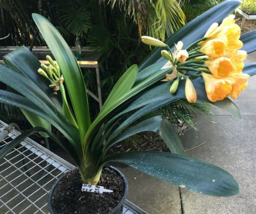 SH78 Mid toned Peach Clivia miniata with green throat - Image 3