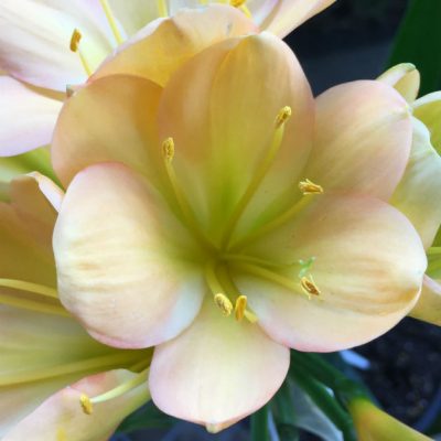 SH79 Mid toned Peach Clivia miniata with light green throat and pink blush